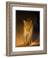 Leopard at Night, Sabi Sabi Reserve, South Africa-null-Framed Photographic Print