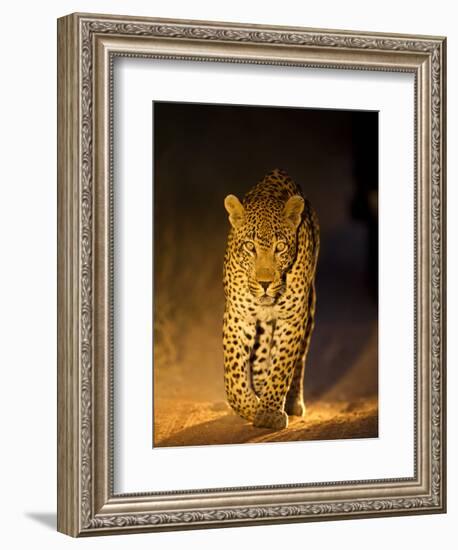 Leopard at Night, Sabi Sabi Reserve, South Africa-null-Framed Photographic Print