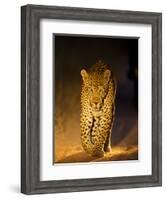 Leopard at Night, Sabi Sabi Reserve, South Africa-null-Framed Photographic Print