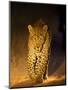 Leopard at Night, Sabi Sabi Reserve, South Africa-null-Mounted Photographic Print