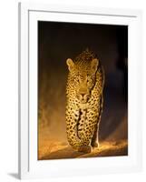 Leopard at Night, Sabi Sabi Reserve, South Africa-null-Framed Photographic Print