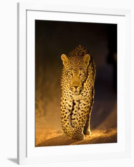 Leopard at Night, Sabi Sabi Reserve, South Africa-null-Framed Photographic Print