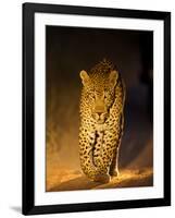 Leopard at Night, Sabi Sabi Reserve, South Africa-null-Framed Photographic Print