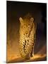 Leopard at Night, Sabi Sabi Reserve, South Africa-null-Mounted Photographic Print