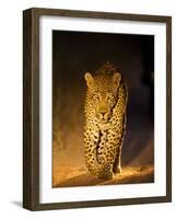 Leopard at Night, Sabi Sabi Reserve, South Africa-null-Framed Photographic Print