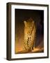 Leopard at Night, Sabi Sabi Reserve, South Africa-null-Framed Photographic Print