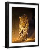 Leopard at Night, Sabi Sabi Reserve, South Africa-null-Framed Photographic Print