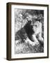 Leopard at the Zoo-null-Framed Photographic Print