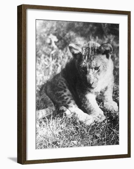 Leopard at the Zoo-null-Framed Photographic Print