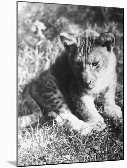 Leopard at the Zoo-null-Mounted Photographic Print