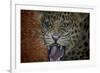 Leopard Attack-Cherie Roe Dirksen-Framed Giclee Print