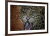 Leopard Attack-Cherie Roe Dirksen-Framed Giclee Print