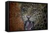 Leopard Attack-Cherie Roe Dirksen-Framed Stretched Canvas