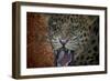 Leopard Attack-Cherie Roe Dirksen-Framed Premium Giclee Print