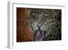 Leopard Attack-Cherie Roe Dirksen-Framed Premium Giclee Print