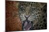 Leopard Attack-Cherie Roe Dirksen-Mounted Premium Giclee Print