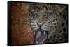 Leopard Attack-Cherie Roe Dirksen-Framed Stretched Canvas