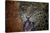 Leopard Attack-Cherie Roe Dirksen-Stretched Canvas