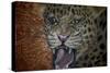 Leopard Attack-Cherie Roe Dirksen-Stretched Canvas