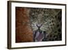 Leopard Attack-Cherie Roe Dirksen-Framed Giclee Print