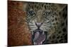 Leopard Attack-Cherie Roe Dirksen-Mounted Giclee Print