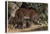 Leopard by Alfred Edmund Brehm-Stefano Bianchetti-Stretched Canvas