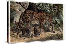 Leopard by Alfred Edmund Brehm-Stefano Bianchetti-Stretched Canvas