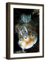 Leopard Chromodoris Nudibranch-null-Framed Photographic Print