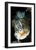 Leopard Chromodoris Nudibranch-null-Framed Photographic Print