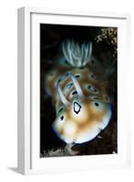 Leopard Chromodoris Nudibranch-null-Framed Photographic Print