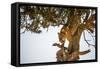 Leopard Climbing Down Tree in Dappled Sunlight-Nick Dale-Framed Stretched Canvas