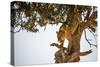 Leopard Climbing Down Tree in Dappled Sunlight-Nick Dale-Stretched Canvas