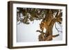 Leopard Climbing Down Tree in Dappled Sunlight-Nick Dale-Framed Photographic Print