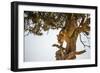 Leopard Climbing Down Tree in Dappled Sunlight-Nick Dale-Framed Photographic Print