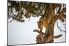 Leopard Climbing Down Tree in Dappled Sunlight-Nick Dale-Mounted Photographic Print