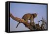 Leopard Climbing Tree-DLILLC-Framed Stretched Canvas