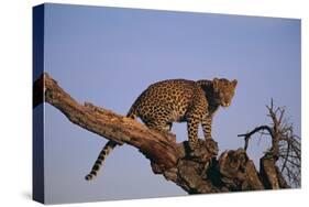 Leopard Climbing Tree-DLILLC-Stretched Canvas
