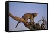 Leopard Climbing Tree-DLILLC-Framed Stretched Canvas