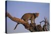 Leopard Climbing Tree-DLILLC-Stretched Canvas