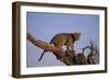 Leopard Climbing Tree-DLILLC-Framed Photographic Print