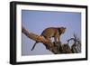 Leopard Climbing Tree-DLILLC-Framed Photographic Print