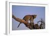 Leopard Climbing Tree-DLILLC-Framed Photographic Print