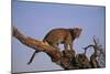 Leopard Climbing Tree-DLILLC-Mounted Photographic Print