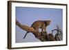 Leopard Climbing Tree-DLILLC-Framed Photographic Print