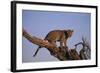 Leopard Climbing Tree-DLILLC-Framed Photographic Print