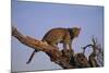 Leopard Climbing Tree-DLILLC-Mounted Photographic Print