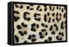 Leopard Close-Up of Coat-null-Framed Stretched Canvas