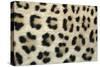 Leopard Close-Up of Coat-null-Stretched Canvas