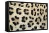 Leopard Close-Up of Coat-null-Framed Stretched Canvas