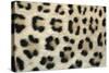 Leopard Close-Up of Coat-null-Stretched Canvas